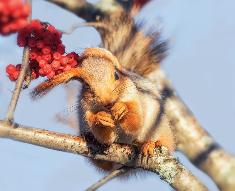 белка, лес, Ушастая шкода. фото превью