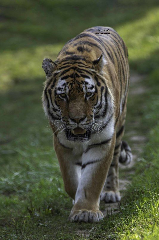 Amur tiger фото превью