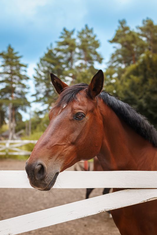 A horse in nature. Portrait of a horse, brown horse фото превью