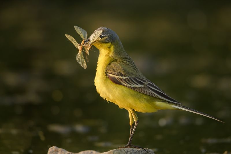 Полон рот забот фото превью