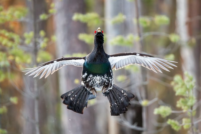 Глухарь. фото превью
