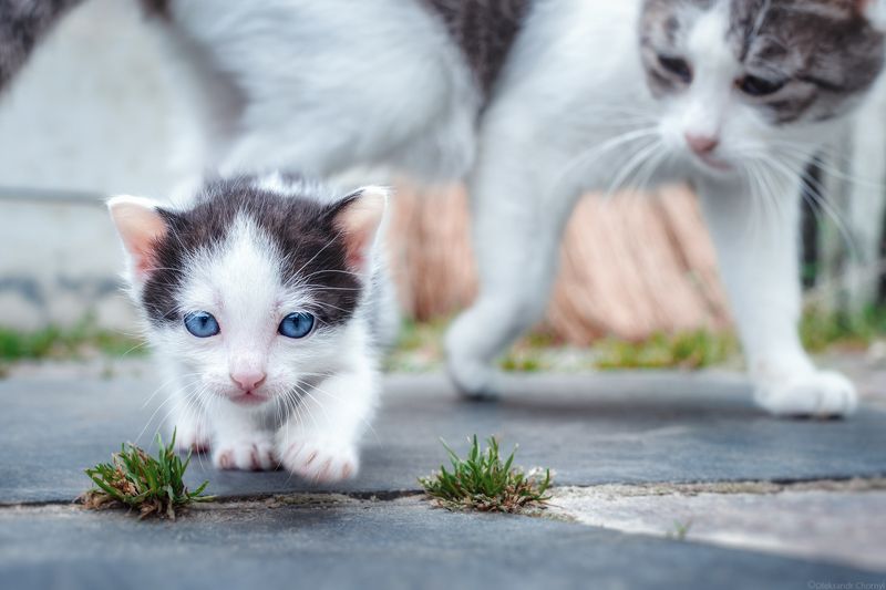 лето, котенок, милый, забота, под присмотром, кошка, любовь, домашние животные, дворовой, коростышев, украина, фотограф чорный, саша чорный, \
