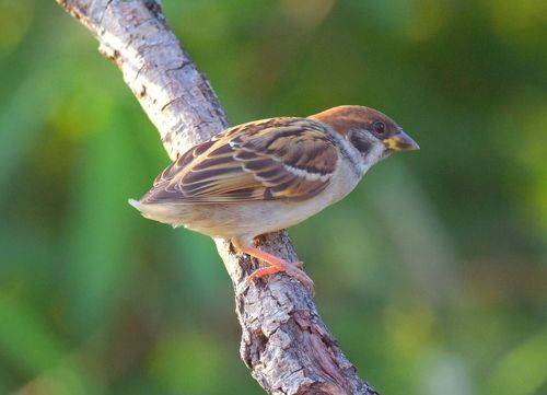 Короткохвостик