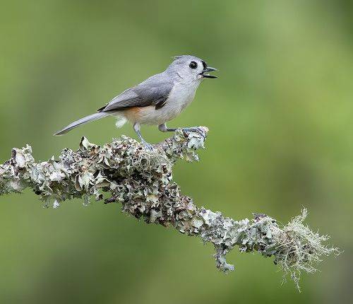 Tufted Titmouse -Острохохлая синица