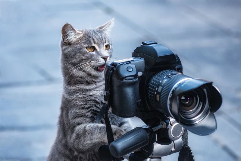 кот, кот фотограф, забавный, увлеченный, смешной, фотоаппарат, удачный момент, домашние животные, коростышев, украина, фотограф чорный, саша чорный, \