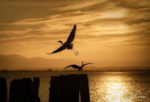 Sunset at Trasimeno lake