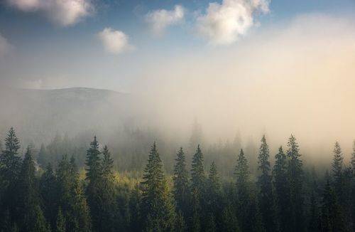 Misty morning
