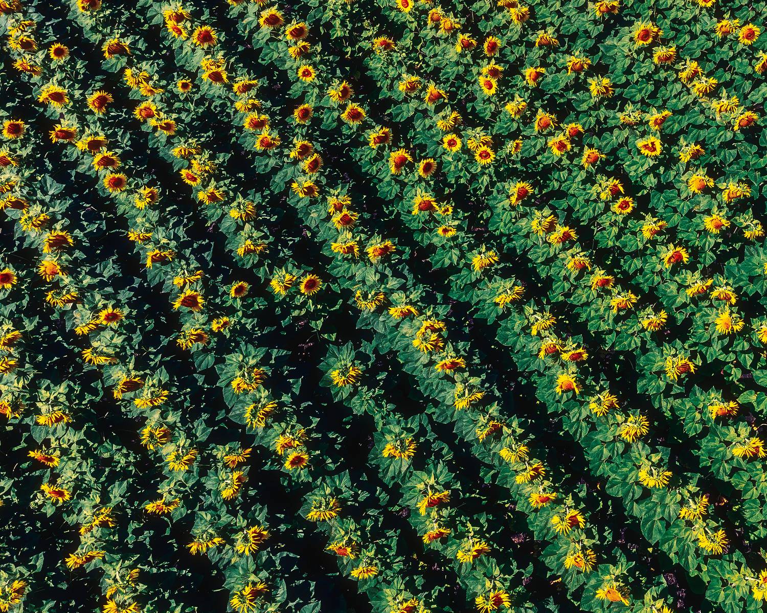 пейзаж, аэрофотография, подсолнухи, природа, сельское хозяйство, Мартыненко Дмитрий