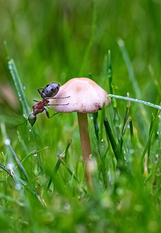 гриб, муравей, макро Грибник фото превью