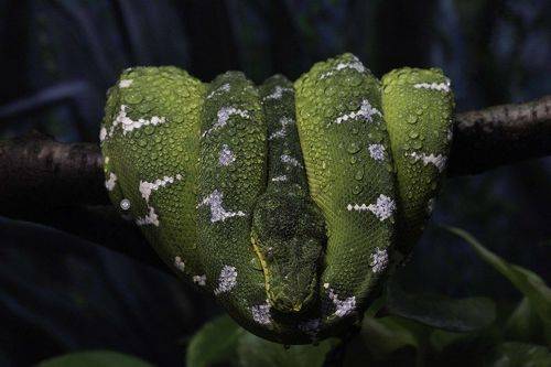 Emerald tree boa