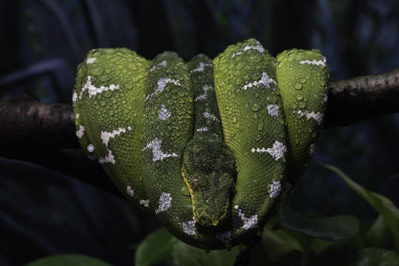 Emerald tree boa фото превью