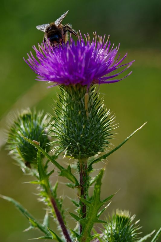 *** фото превью