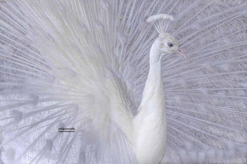 Albino peafowl (white peacock)