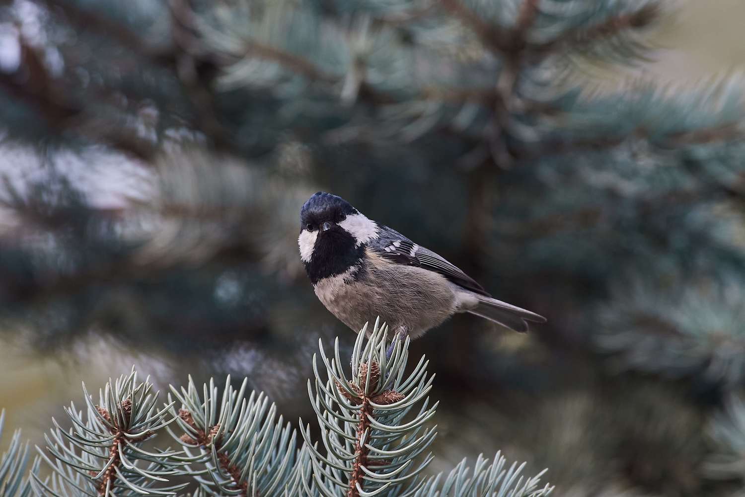 birds, bird, volgograd, russia, , Павел Сторчилов