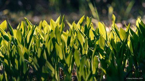 Этюды середины мая