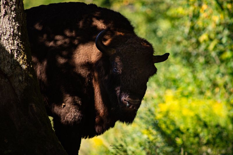 European bison, wisent, bison, mammals, forest, nature, nature photography, animal photography, wilderness, photography European bison фото превью
