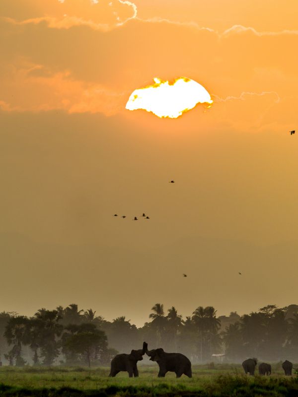 Giants фото превью