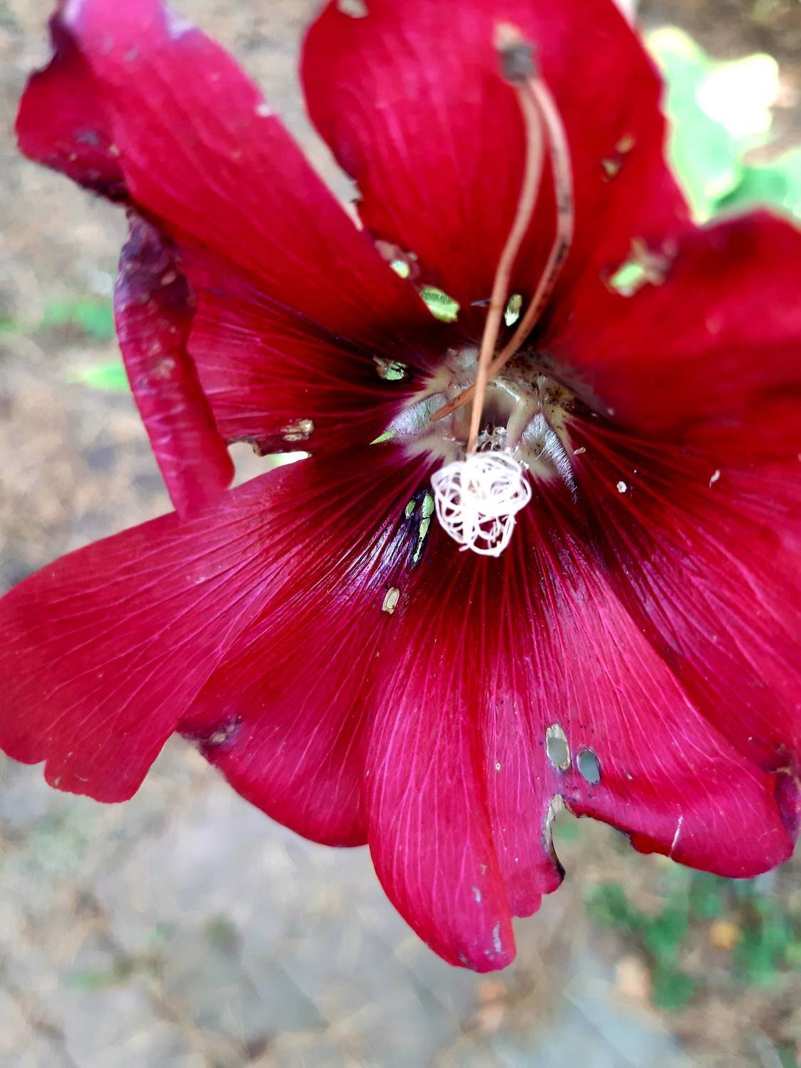 мальва, осень, Maria V. Gorskaya