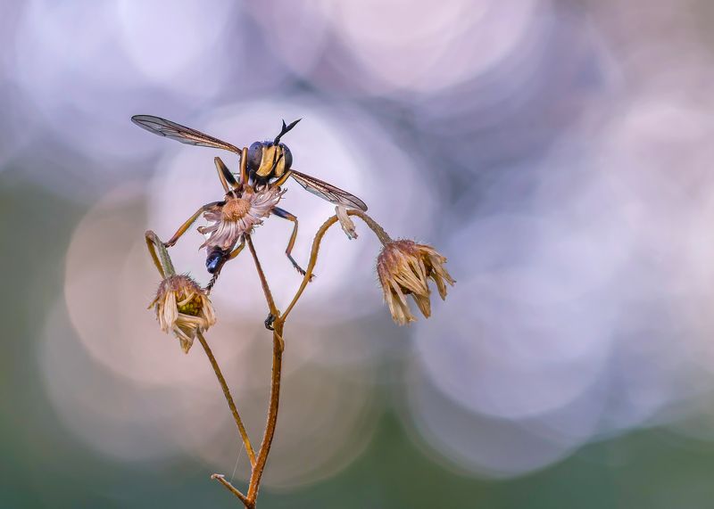 Муха фото превью