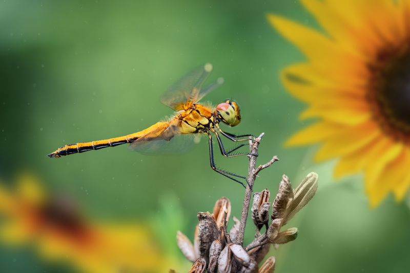 Остановись мгновение фото превью
