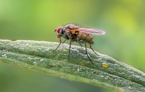 Perching fly