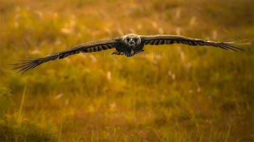 The Eagle