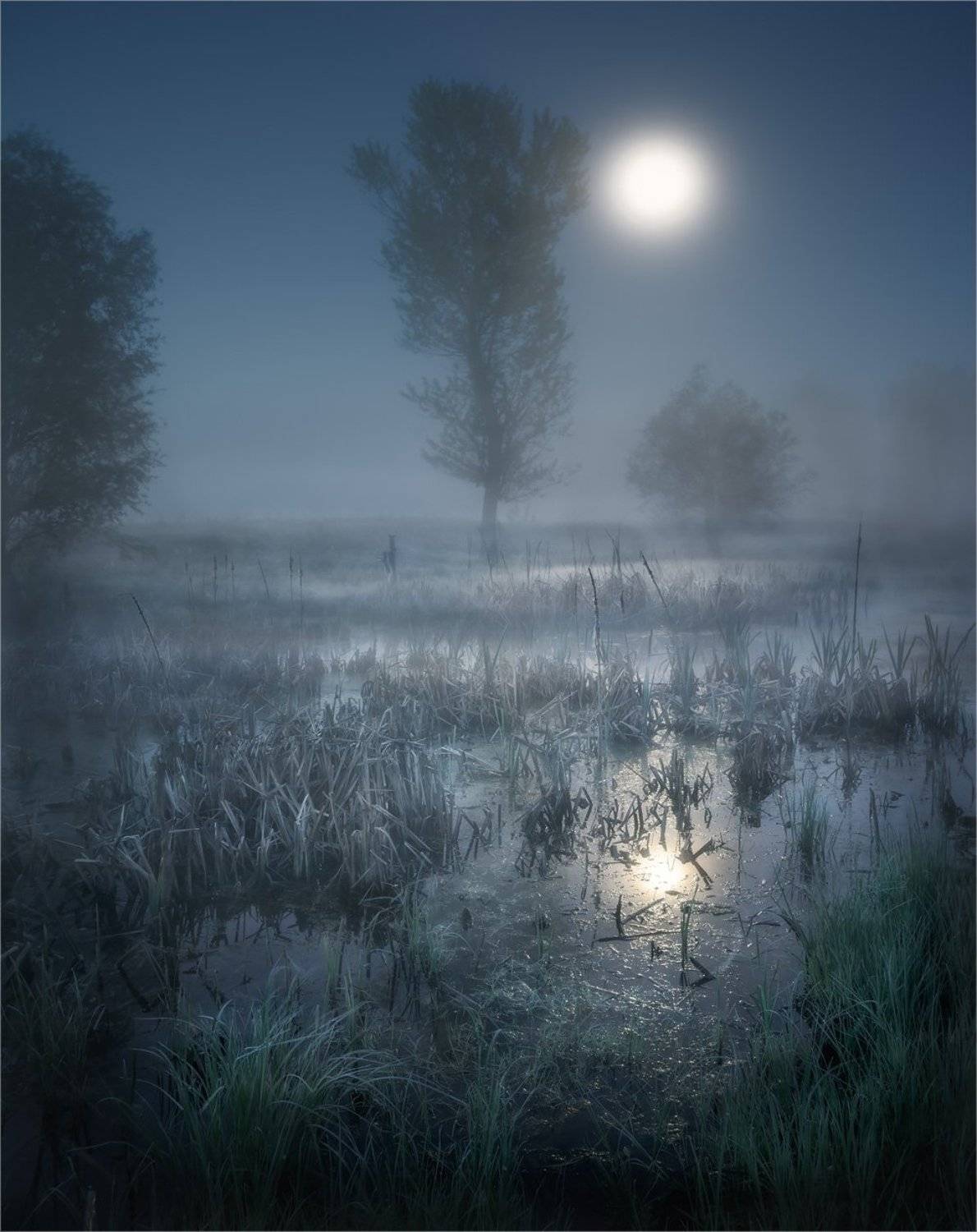 болото, камыш, луна, ночь, туман, Александр Киценко