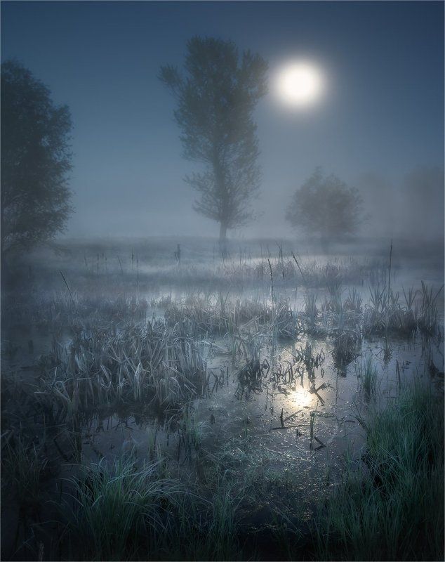 болото, камыш, луна, ночь, туман Полнолуние на болоте фото превью