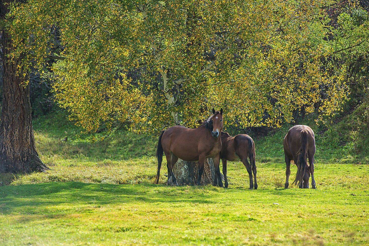лошади, алтай, Ruslan