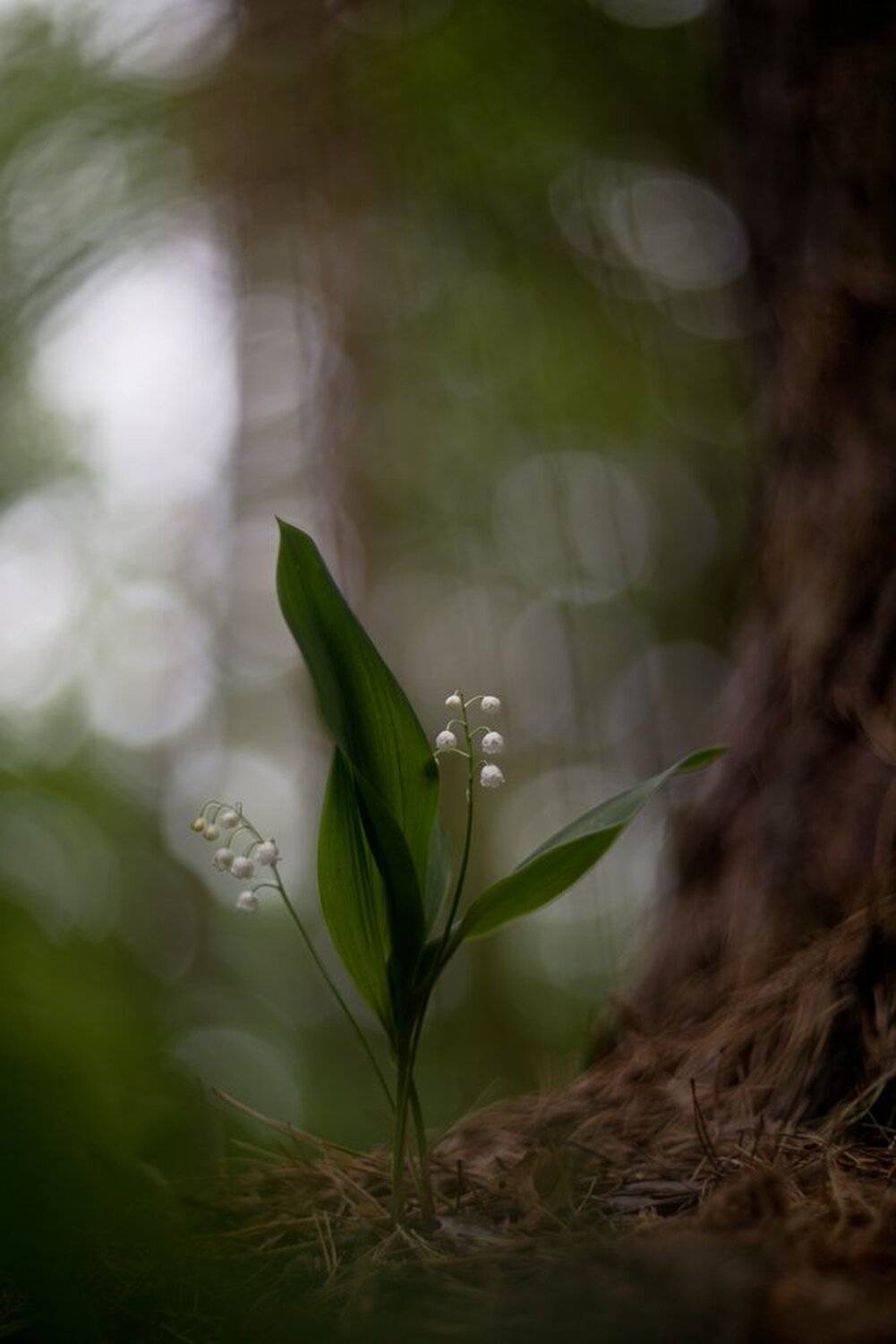 Воронеж, ГЕЛИОС-40-2 1,5/85 никон, Ландыш, Май, Макрофото, Свет, Цветок, Геннадий Мещеряков