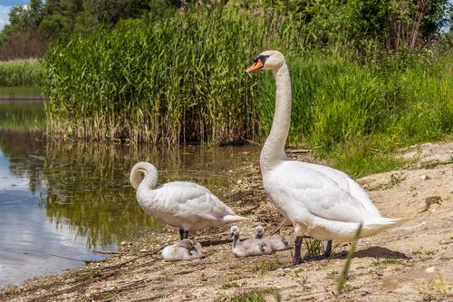Лебединая семья