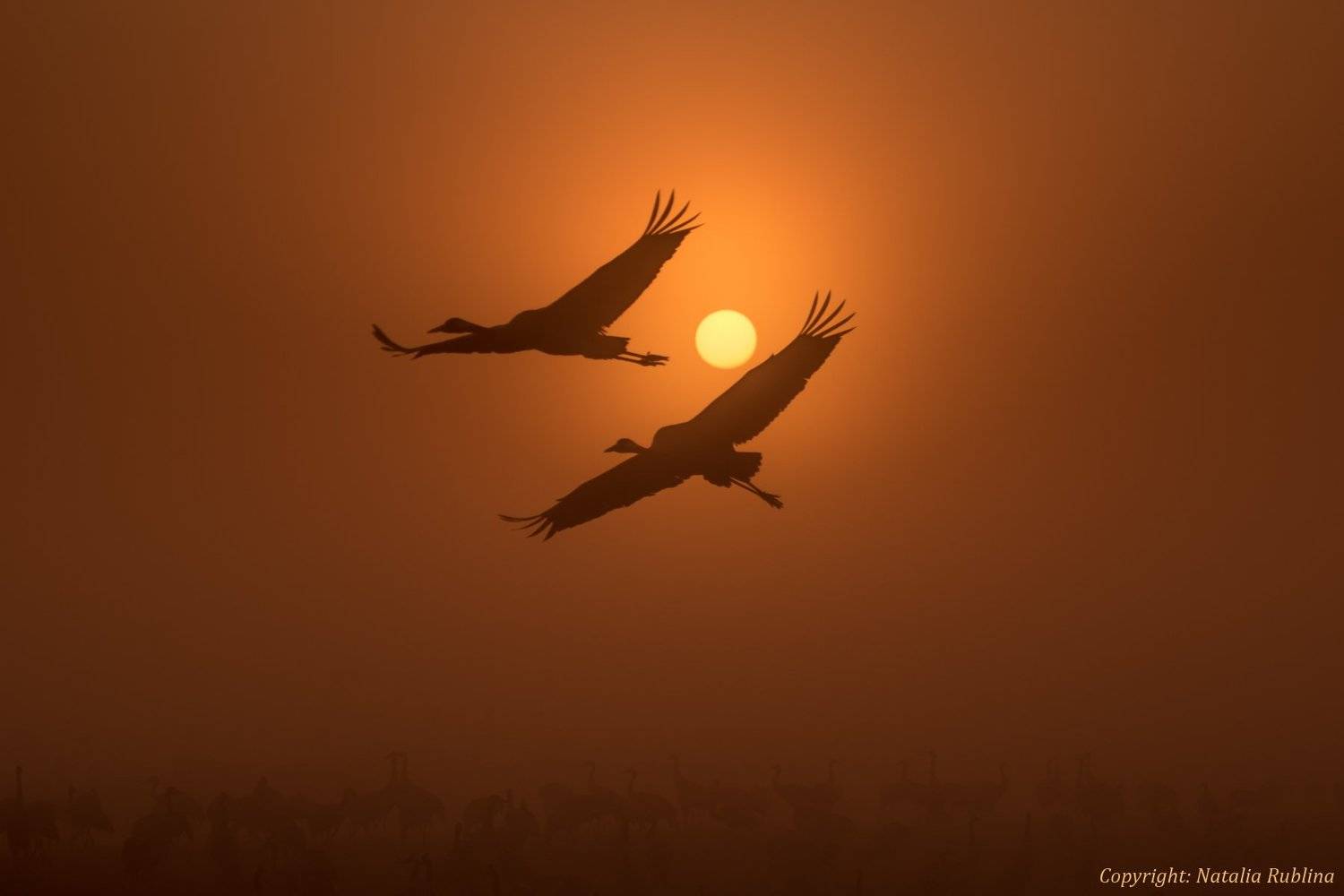Восход, Восход солнца, Двое, Душа, Журавли, Заповедник, Золотой рассвет, Крылья, Осень, Полёт, Природа, Птицы, Рассвет, Солнце, Туман, Утро, Наталья Рублина