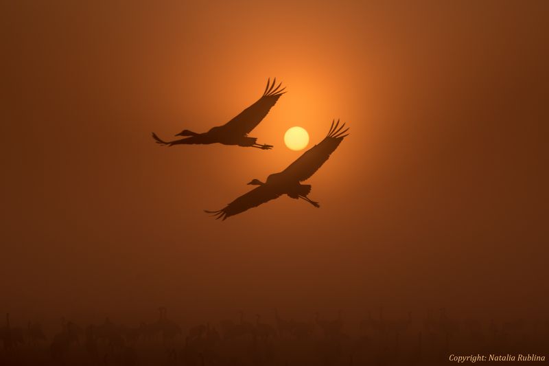Восход, Восход солнца, Двое, Душа, Журавли, Заповедник, Золотой рассвет, Крылья, Осень, Полёт, Природа, Птицы, Рассвет, Солнце, Туман, Утро Полёт Душа в Душу ... фото превью