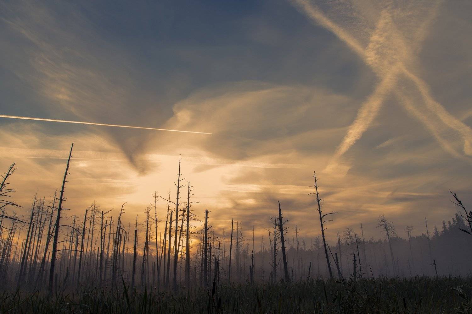 Forest, Sky, Sunrise, Swamp, Zenonas
