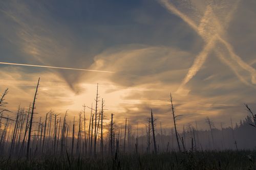 Inanimate forest. X version