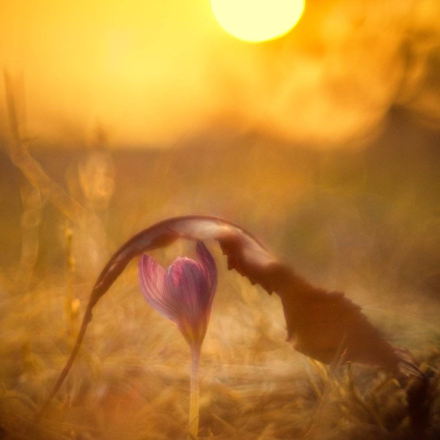 осень, , крокус, Татьяна Аверина