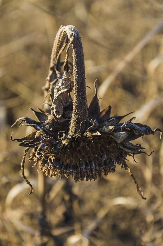 **** фото превью