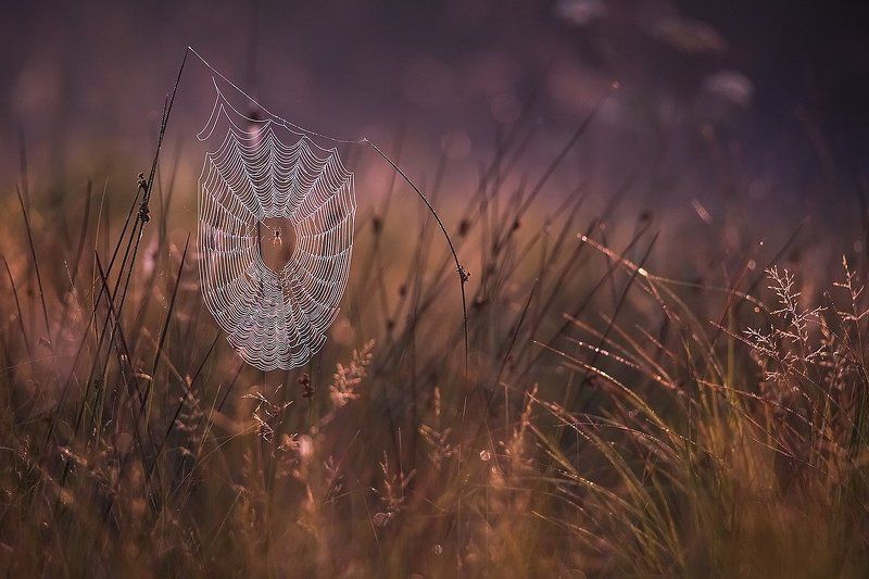 Кружево. фото превью