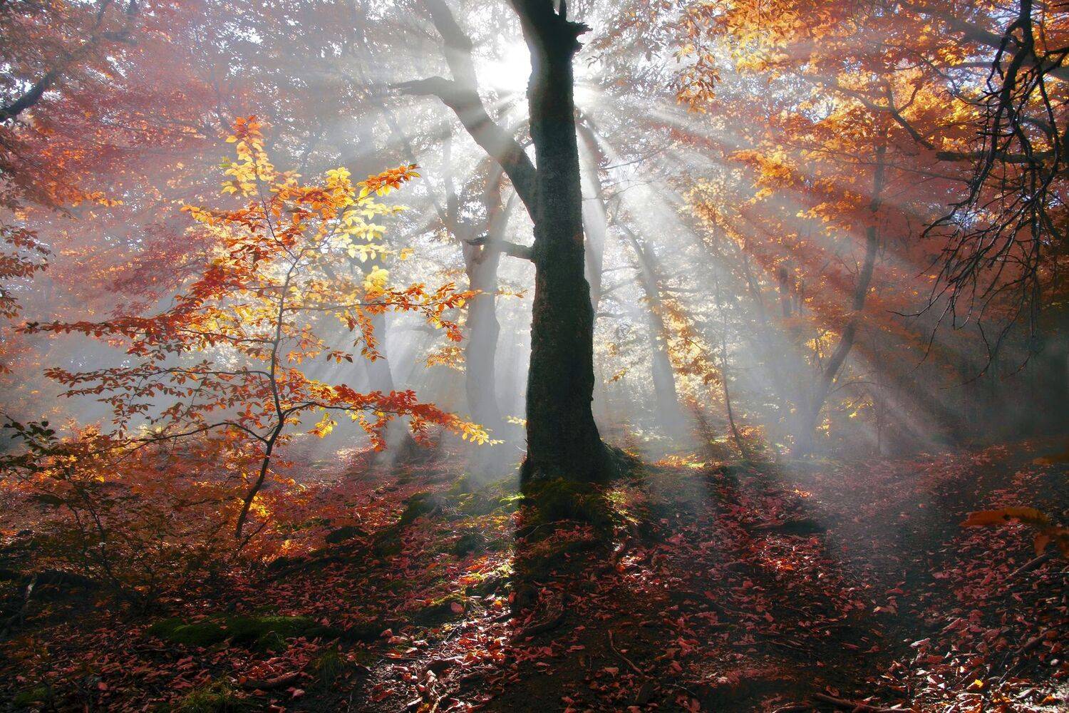 , Милокост Алексей