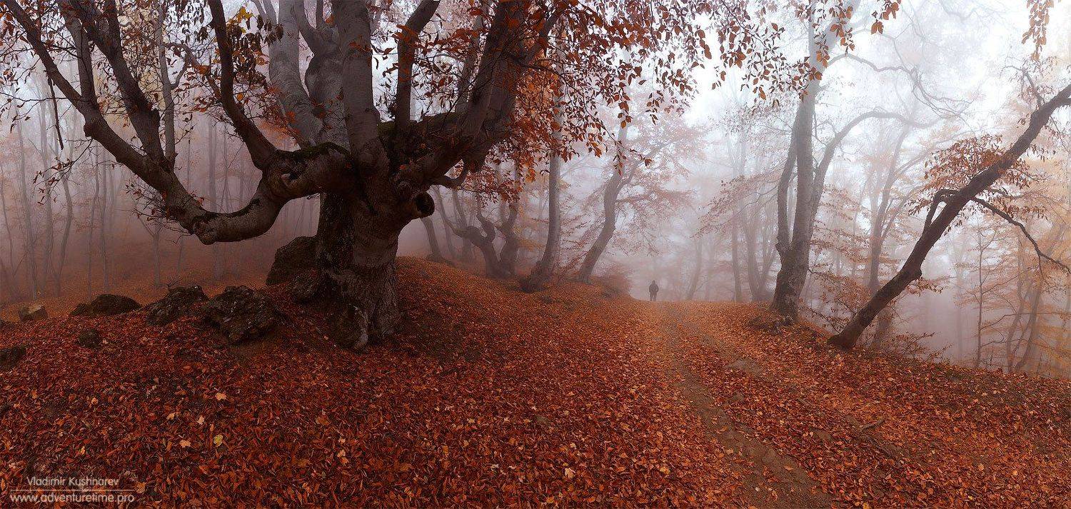 , Vladimir Kushnarev