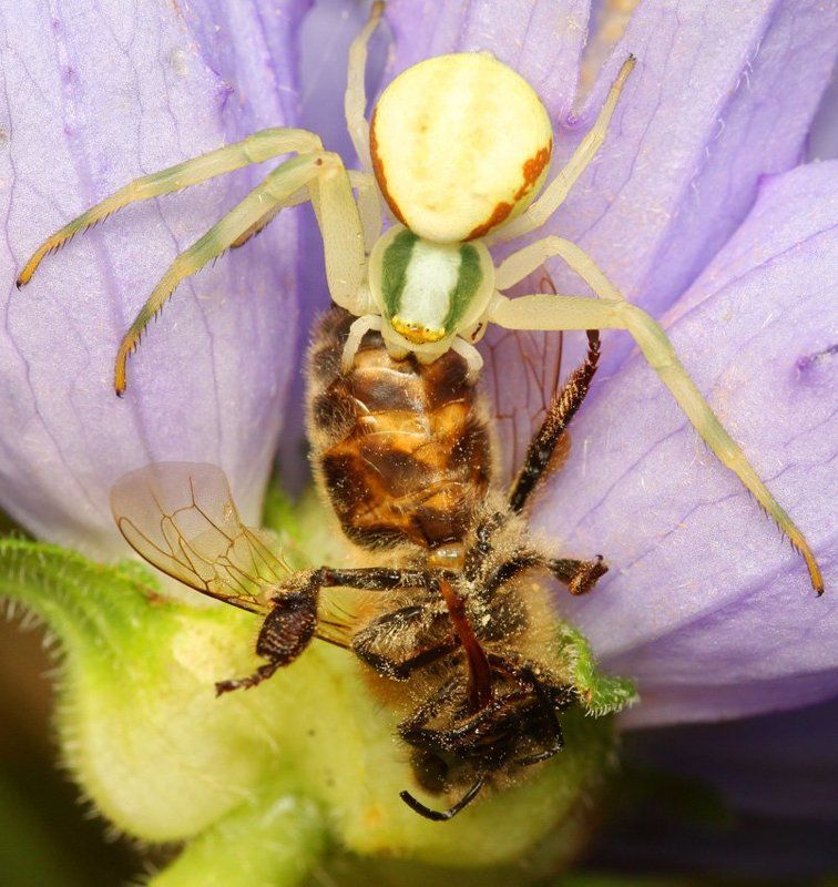deadly grip фото превью