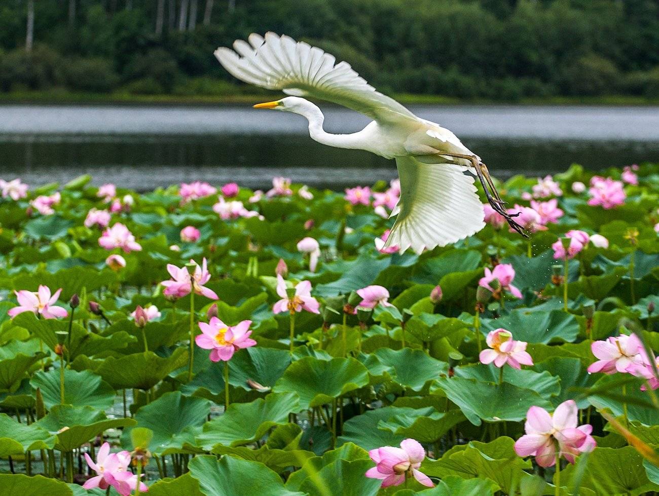 , Виктор Белименко