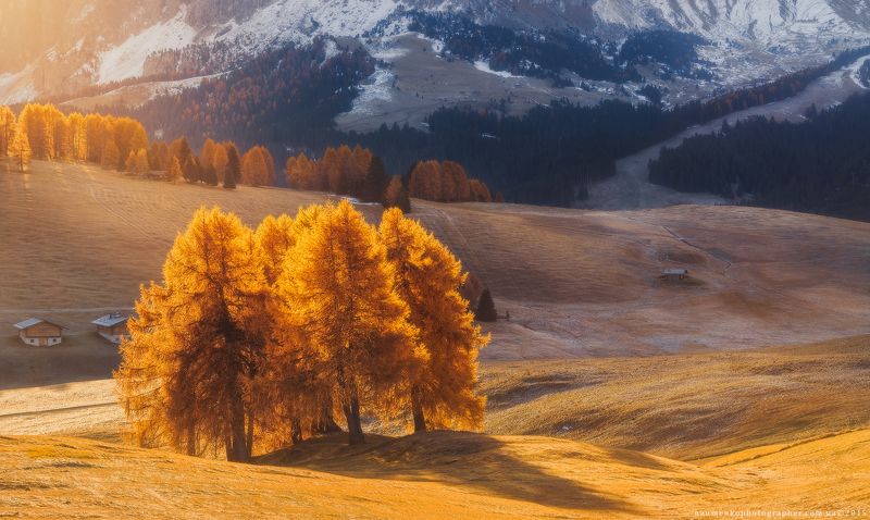 горы,доломиты,италия,лиственница,осень,панорама,свет,утро,alpe di siusi Италия. Доломиты. Утренний свет на плато Alpe Di Siusi-2 фото превью