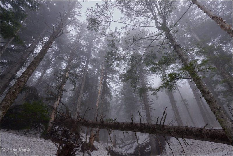 сахалин, лес В тумане фото превью