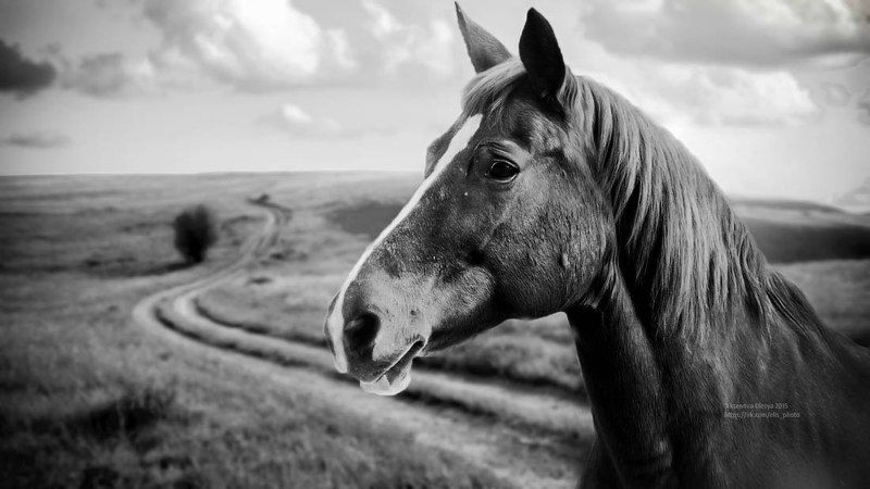 лошади, поле, облака, миасс   фото превью