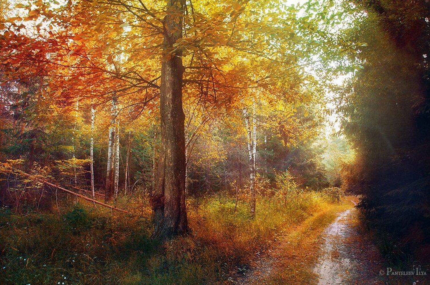 , Пантелеев Илья