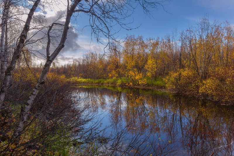 Золото, Осень, Рыбалка, Сентябрь, Ямал По следам рыбы фото превью
