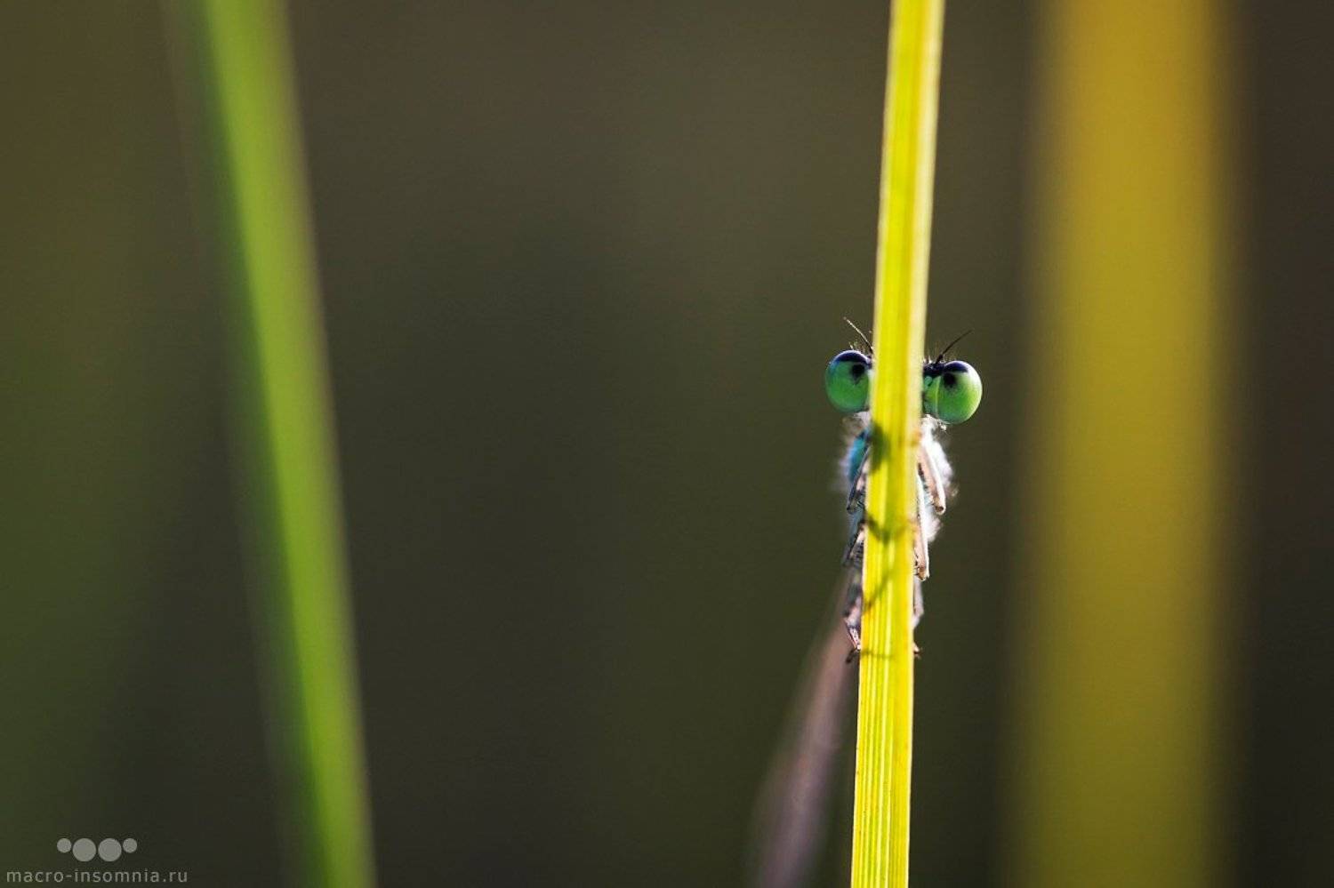 прятки, макро, стрекоза, равнокрылая, макро, насекомые, Кирилл Кривошеев