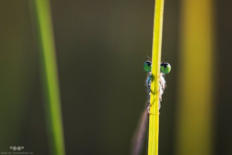 прятки, макро, стрекоза, равнокрылая, макро, насекомые Прятки фото превью