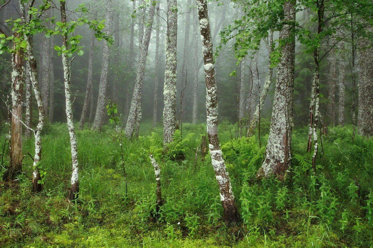 , Евгений Ляпунов